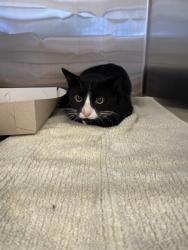 Shelter Stray Male Cat last seen Near S Sandpiper Dr, IRC AC, FL, 6230 77th St, Vero Beach, FL 32967, USA