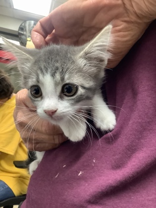 Shelter Stray Female Cat last seen Near martin st, East District, TX, 355 Hillshire Dr, Haslet, TX 76052, USA