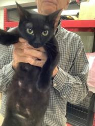 Shelter Stray Female Cat last seen Near martin st, East District, TX, 355 Hillshire Dr, Haslet, TX 76052, USA