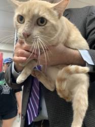 Shelter Stray Male Cat last seen Near martin st, East District, TX, 355 Hillshire Dr, Haslet, TX 76052, USA