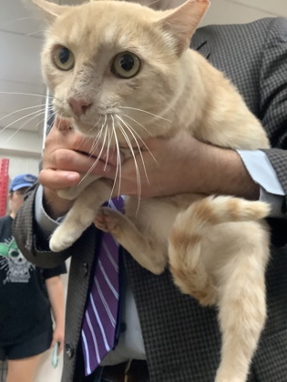 Shelter Stray Male Cat last seen Near martin st, East District, TX, 355 Hillshire Dr, Haslet, TX 76052, USA