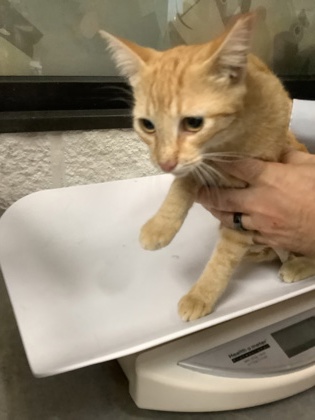 Shelter Stray Female Cat last seen Near martin st, East District, TX, 355 Hillshire Dr, Haslet, TX 76052, USA
