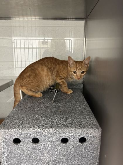 Shelter Stray Male Cat last seen Near Moses Avenue, City of Knoxville ASO, TN, 3201 Division St, Knoxville, TN 37919, USA