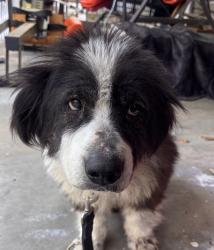 Reunited Male Dog last seen 3rd Shannon St, Shannon, GA 30161