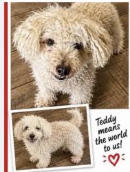 Lost Male Dog last seen South valley blvd, Las Vegas, NV 89141