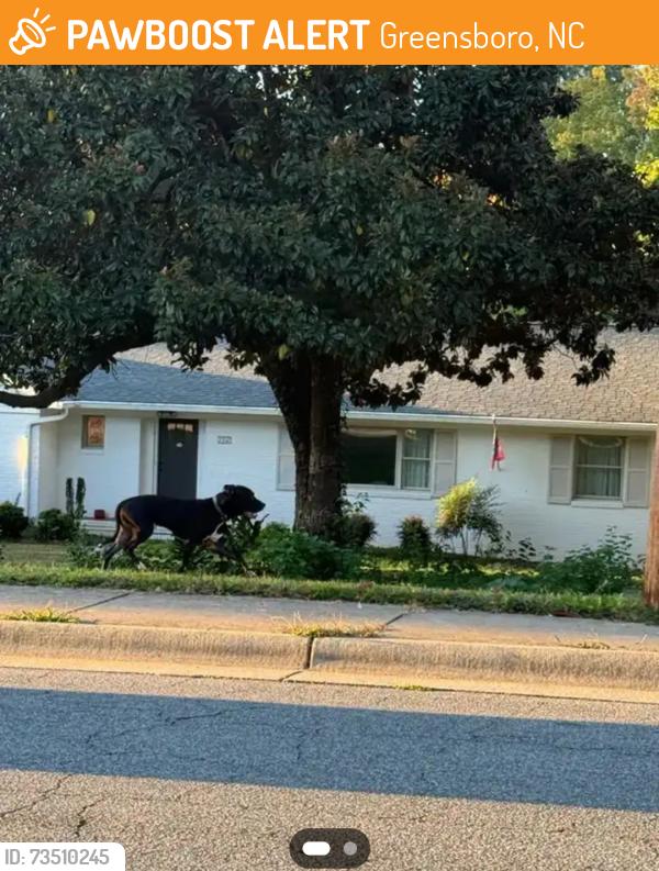 Found/Stray Unknown Dog last seen Northampton & McDowell, Greensboro, NC 27408