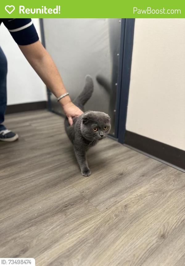 Reunited Male Cat last seen Shoe Factory Road and Wakefield Drive, Cobblers Crossing subdivision, Elgin, IL 60120
