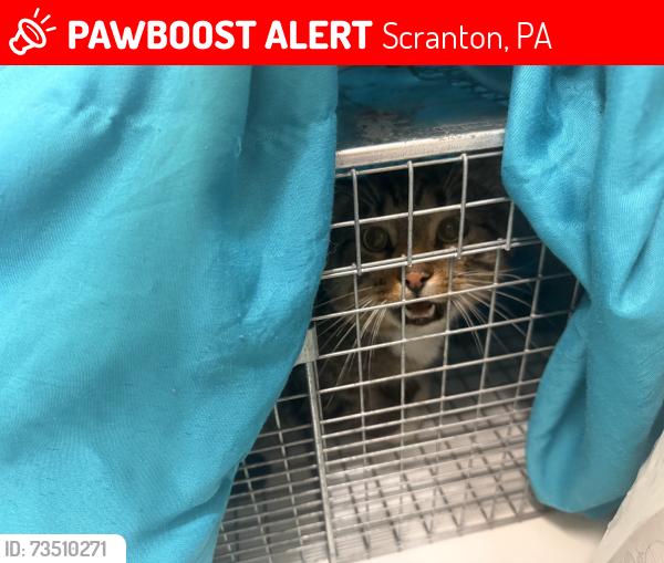 Lost Male Cat last seen Nay Aug park, Scranton, PA 18510