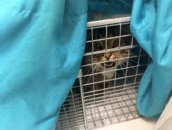 Lost Male Cat last seen Nay Aug park, Scranton, PA 18510