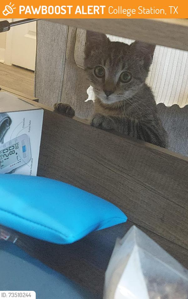 Found/Stray Female Cat last seen Near Marian Purgh Drive, College Station, TX 77840