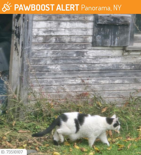 Found/Stray Male Cat last seen Clark Rd and Whalen Rd Penfield, NY 14526, Panorama, NY 14625