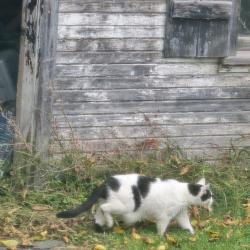 Found/Stray Male Cat last seen Clark Rd and Whalen Rd Penfield, NY 14526, Panorama, NY 14625
