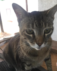 Lost Female Cat last seen NAAS CT./POUST ROAD/WOODLAND, Modesto, CA 95358