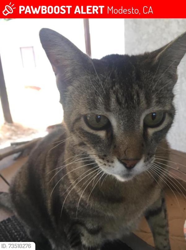 Lost Female Cat last seen NAAS CT./POUST ROAD/WOODLAND, Modesto, CA 95358