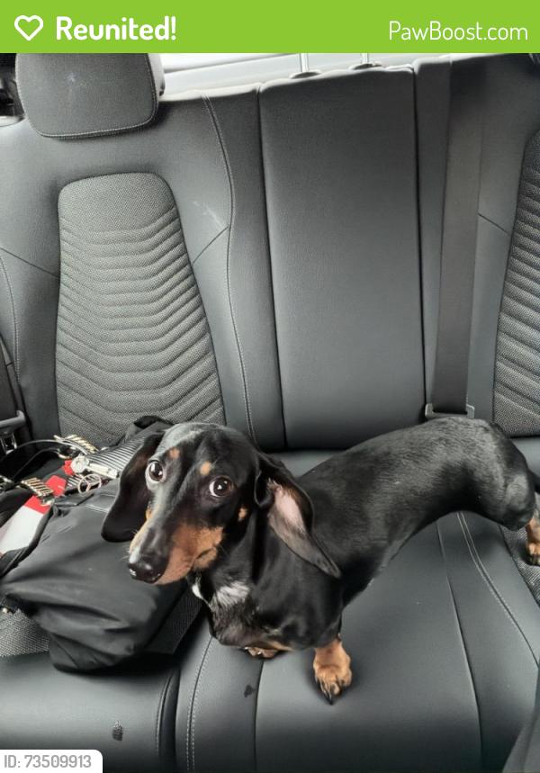 Reunited Female Dog last seen Near riverdale road, Greater Manchester, England M9 8JQ
