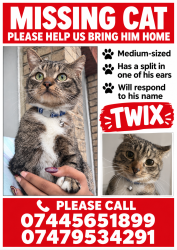 Reunited Male Cat last seen Waghorn Street Peckham, Greater London, England SE15 4LA