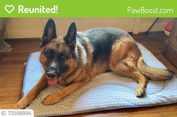 Reunited Female Dog last seen Holly Creek Neighborhood Anderson, SC, Anderson, SC 29621
