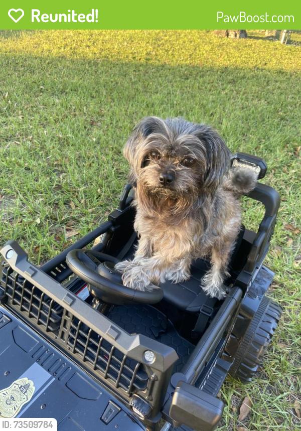 Reunited Male Dog last seen Sinclair hills rd. / 15 th st lutz, Lutz, FL 33549