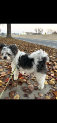 Lost Male Dog last seen Near avenue and 128 road, Cutler, CA 93615