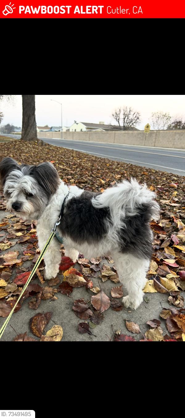 Lost Male Dog last seen Near avenue and 128 road, Cutler, CA 93615
