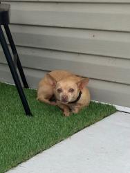 Found/Stray Female Dog last seen First Church of Nazarene, Louisville, KY 40214