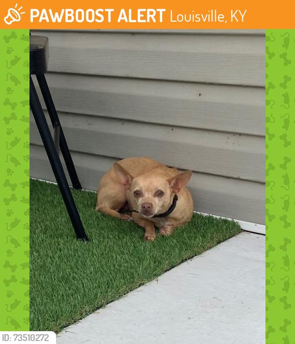 Found/Stray Female Dog last seen First Church of Nazarene, Louisville, KY 40214