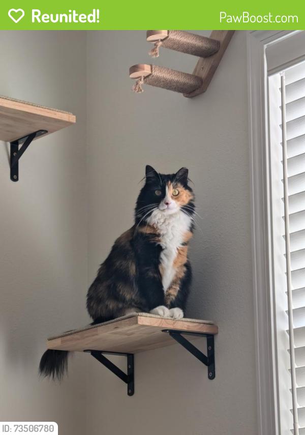 Reunited Female Cat last seen N Mansfield Pl & E Brierfield Dr. near Seven Oaks Elementary, Eagle, ID 83616