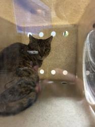 Shelter Stray Unknown Cat last seen Near Eastport Road, VIRGINIA BEACH, VA, 23464, 341 S Birdneck Rd, Virginia Beach, VA 23451, USA