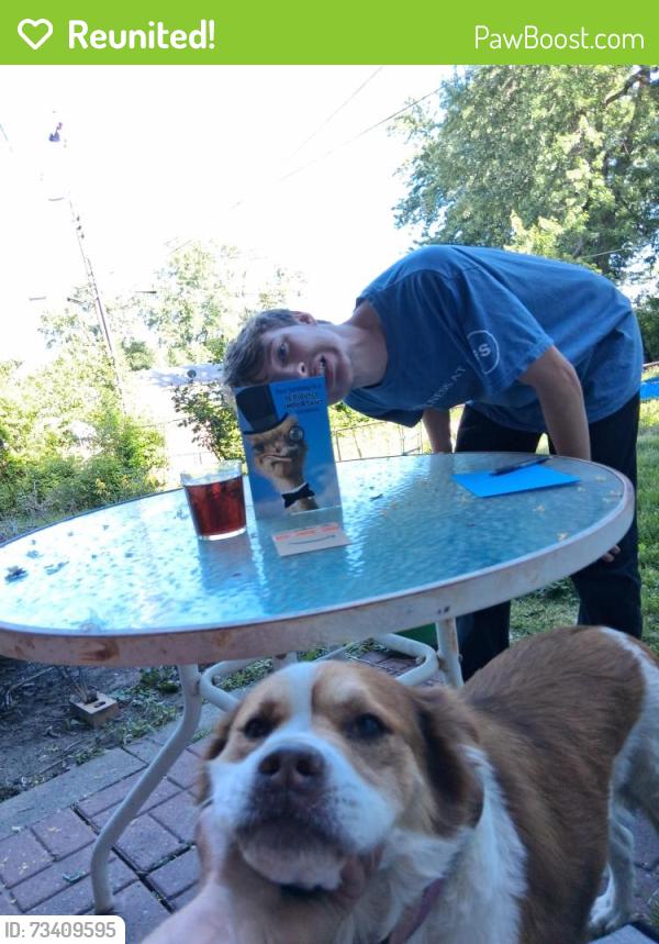 Reunited Female Dog last seen 12th street and vista,dr., Independence, MO 64056