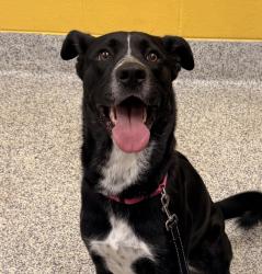 Shelter Stray Female Dog last seen Lakewood high school, Lakewood, CO, 80228, 580 McIntyre St, Golden, CO 80401, USA