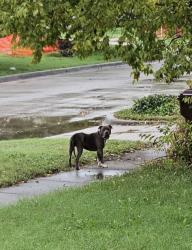 Found/Stray Unknown Dog last seen 3rd and milwood, Wichita, KS 67203