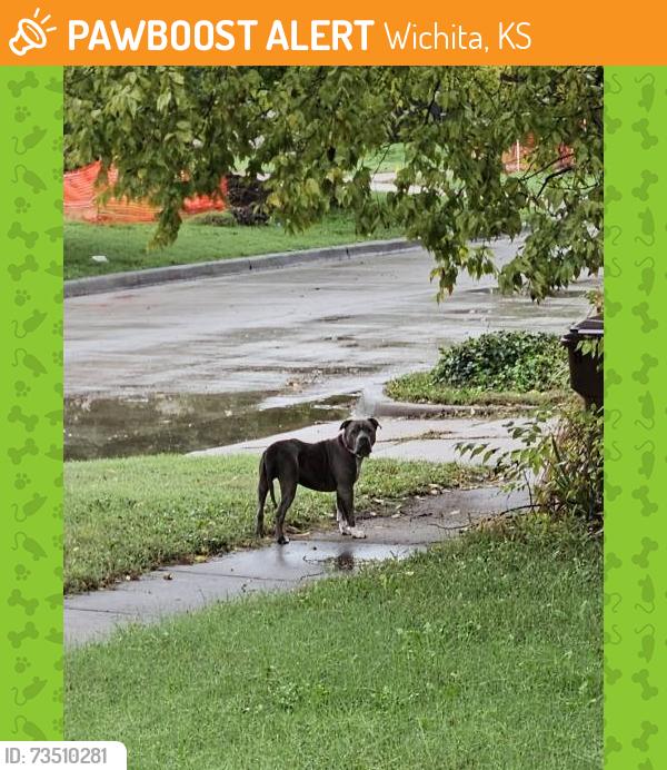 Found/Stray Unknown Dog last seen 3rd and milwood, Wichita, KS 67203