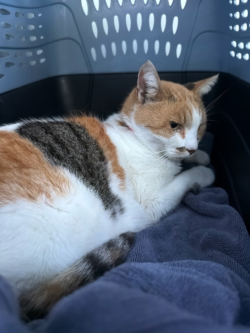 Shelter Stray Female Cat last seen Celebration Ave, CHESTER, VA, 23831, 9300 Public Works Rd, Chesterfield, VA 23832, USA