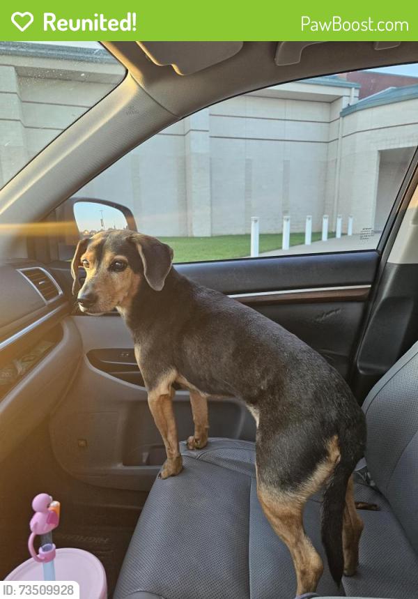 Reunited Male Dog last seen Treepoint Park, Arlington, TX 76017