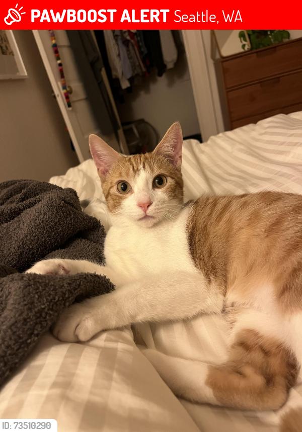 Lost Female Cat last seen 15th and Denny, Seattle, WA 98122