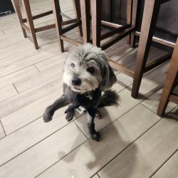 Lost Female Dog last seen Rider, lake perris, Ramona expresway, Perris, CA 92571