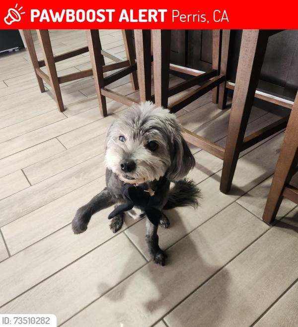 Lost Female Dog last seen Rider, lake perris, Ramona expresway, Perris, CA 92571