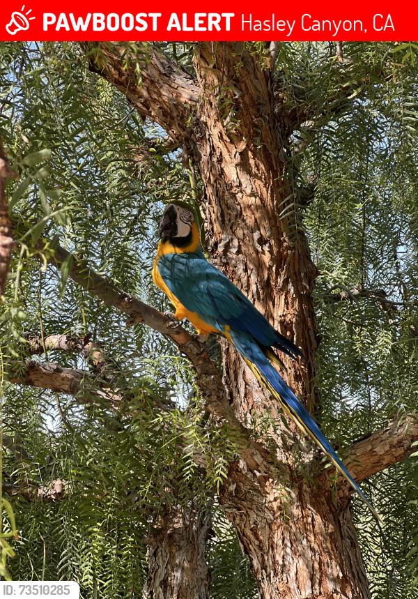 Lost Male Bird last seen Hasley canyon, Hasley Canyon, CA 91384