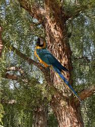 Lost Male Bird last seen Hasley canyon, Hasley Canyon, CA 91384