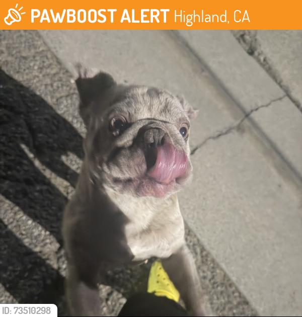 Found/Stray Unknown Dog last seen Orange st, Highland, CA 92346