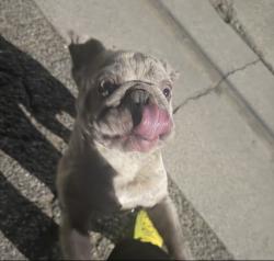 Found/Stray Unknown Dog last seen Orange st, Highland, CA 92346