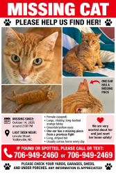 Reunited Female Cat last seen Food Lion,Starbucks, Yadkinville, NC 27055