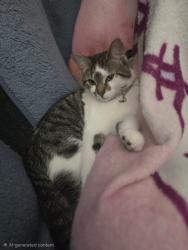 Reunited Male Cat last seen Brookdale DrN and noble avenue, Brooklyn Park, MN 55443