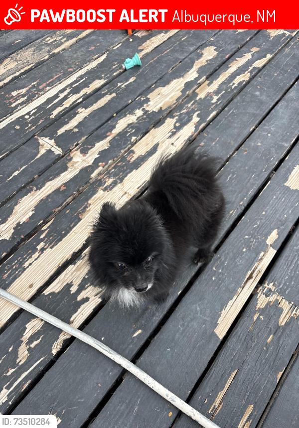 Lost Male Dog last seen Unser and Bob McCannon, Albuquerque, NM 87120