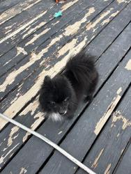 Lost Male Dog last seen Unser and Bob McCannon, Albuquerque, NM 87120