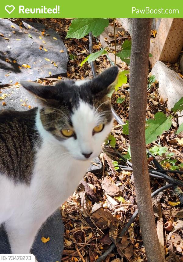 Reunited Female Cat last seen Near S 300 E, Sandy, UT 84070