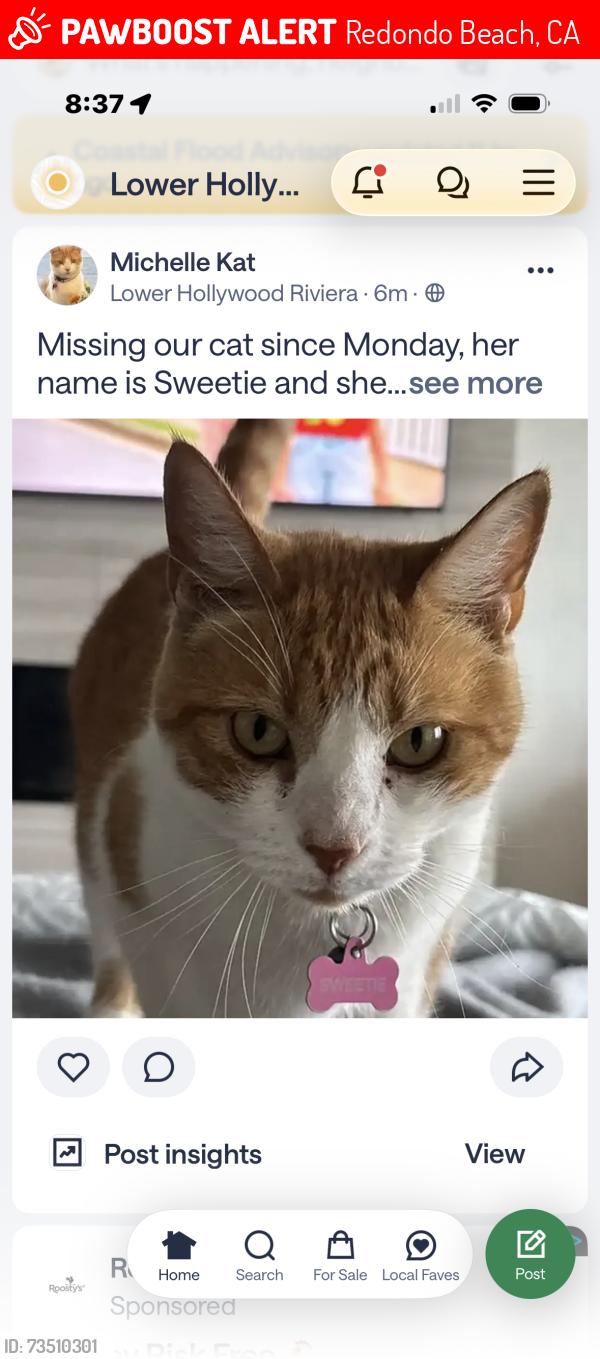 Lost Female Cat last seen Palos Verdes Blvd, Redondo Beach, CA 90277