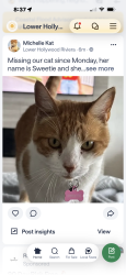Lost Female Cat last seen Palos Verdes Blvd, Redondo Beach, CA 90277