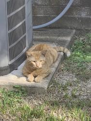 Found/Stray Male Cat last seen Huffmeister and Cypress-Rosehill, Villages Of Cypress Lakes, TX 77429