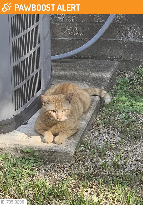 Found/Stray Male Cat last seen Huffmeister and Cypress-Rosehill, Villages Of Cypress Lakes, TX 77429